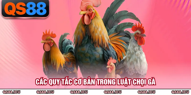 Các quy tắc cơ bản trong luật chọi gà
