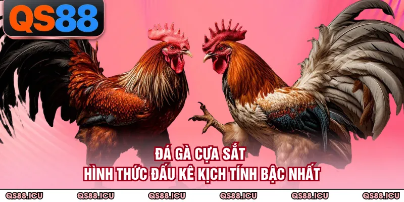 Đá Gà Cựa Sắt - Hình Thức Đấu Kê Kịch Tính Bậc Nhất