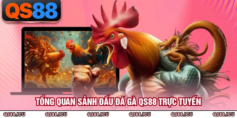 Tổng quan sảnh đấu đá gà QS88 trực tuyến
